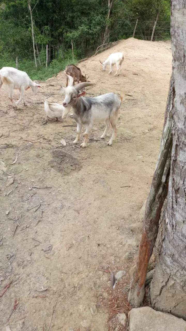 Fazendinha Estância Preguiça